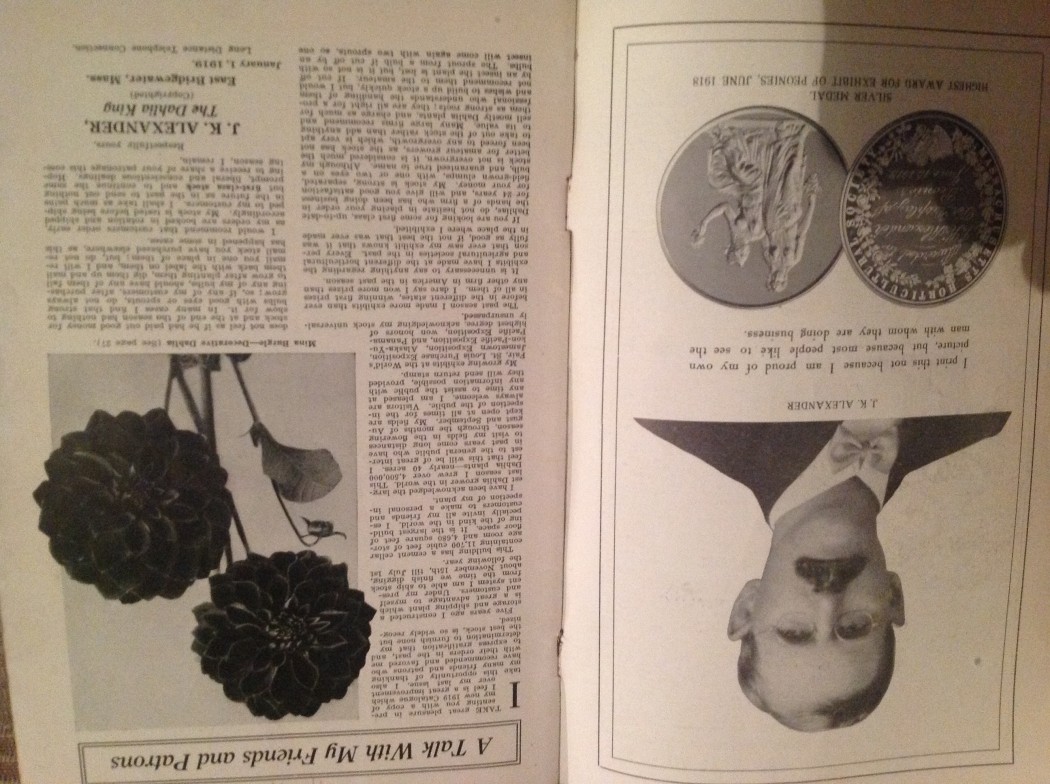 Alexander the Dahlia King