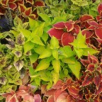 ...diese Pflanzen sind auch sehr schön....