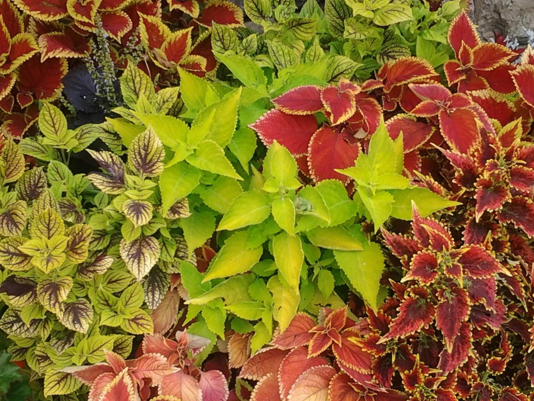 ...diese Pflanzen sind auch sehr schön....