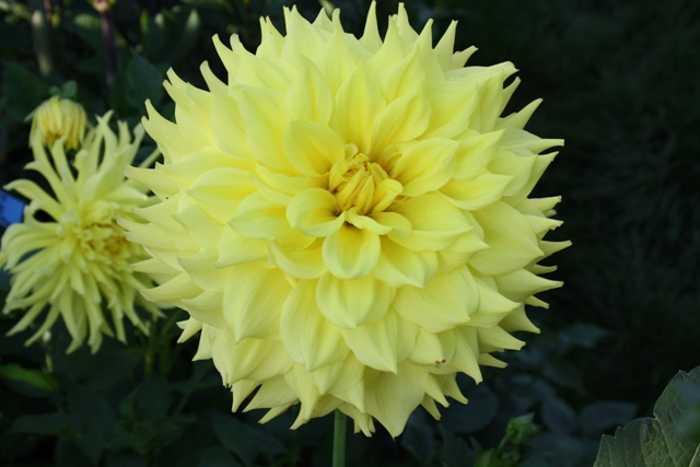 Jans Ihmels ( HE 2012-38 )