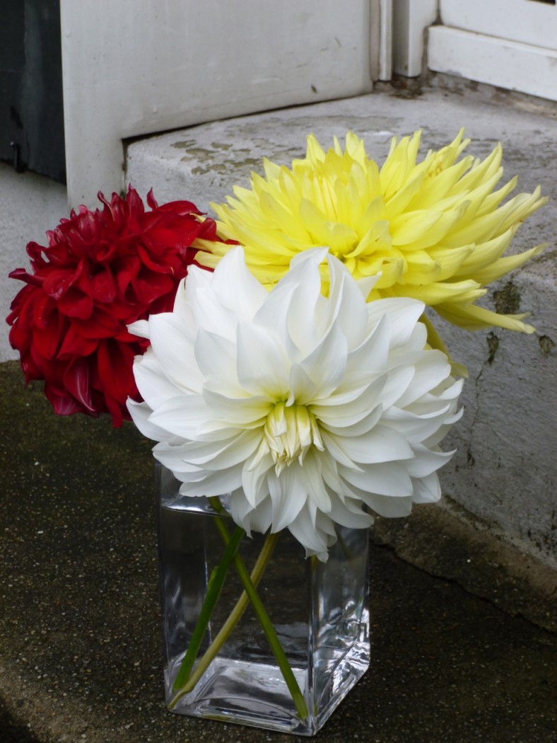 A.Beauty,I.Dynasty,I.v.Preußen