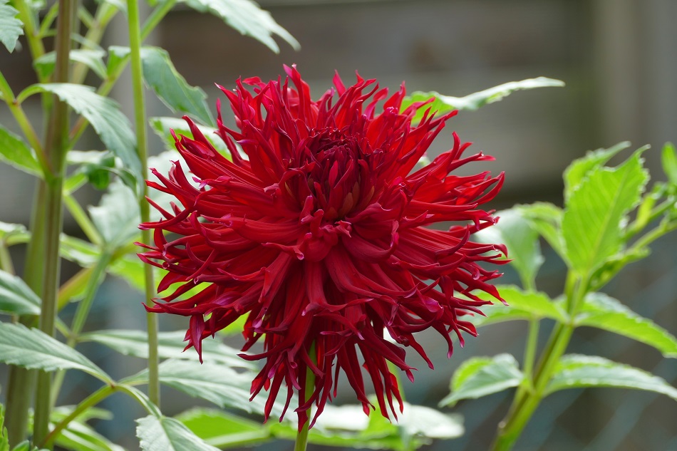 Hapet Carmine Lace 1