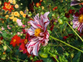 Einfache, zweifarbige, hohe Dahlie im Park von Schloss Dyck