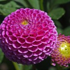 Dahliengarten Hamburg | September 2013