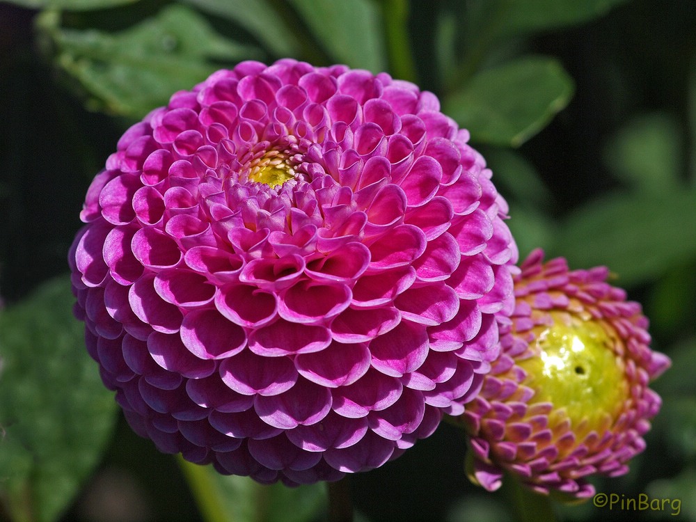 Dahliengarten Hamburg | September 2013