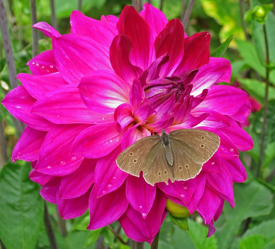 Schmetterling Salzburg 122