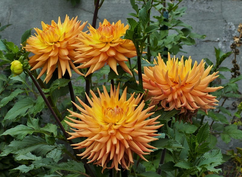 Hapet Delicate ehemals Hapet 2015/ 102