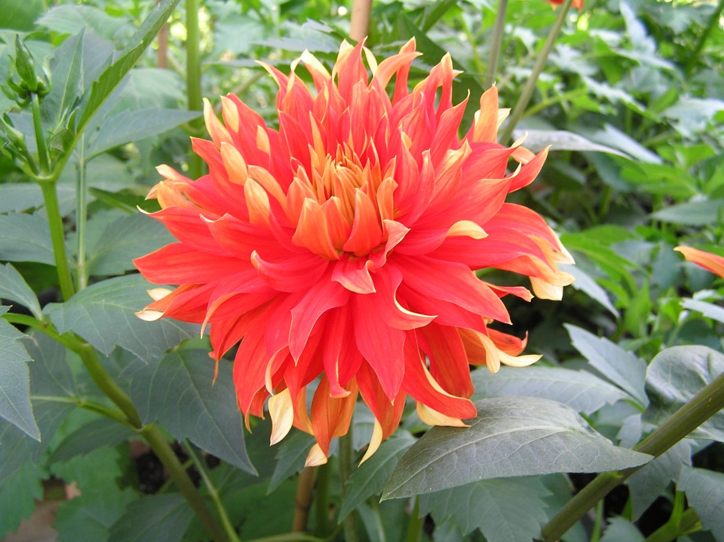 DD Feu Follet
