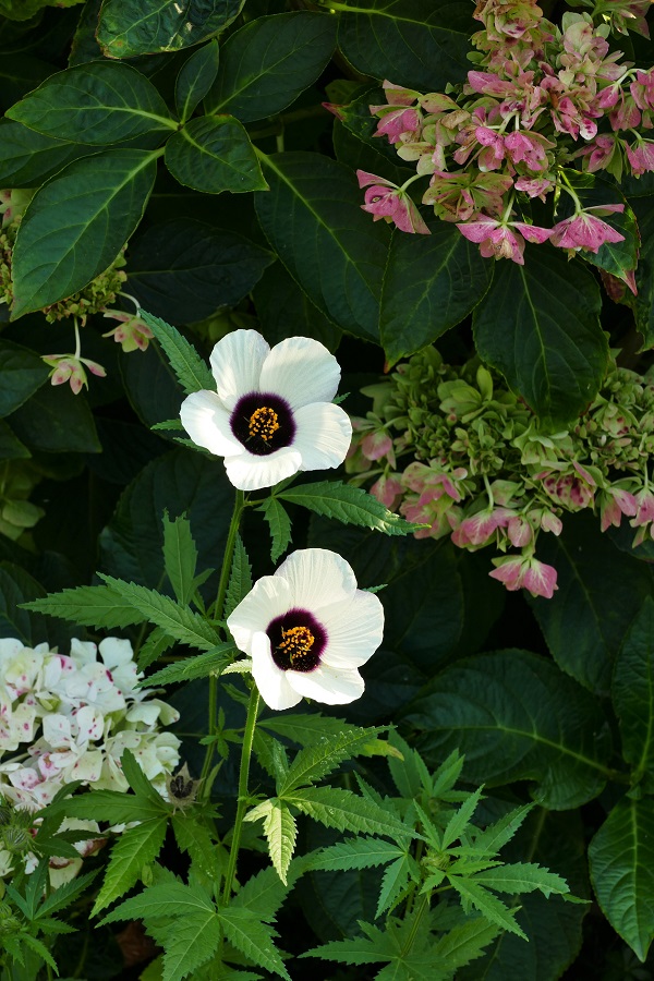 Stundenblume vor Hortensie