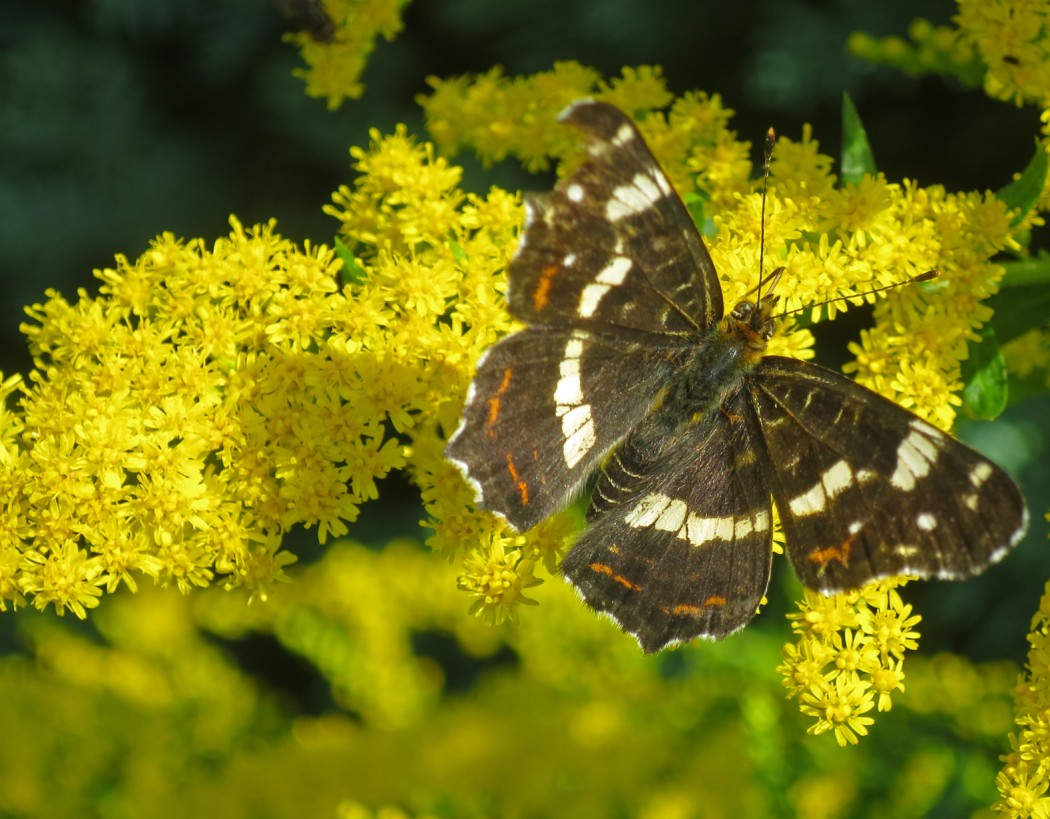 Goldrute mit Schmetterling