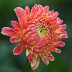 Dahliengarten Hamburg | September 2013