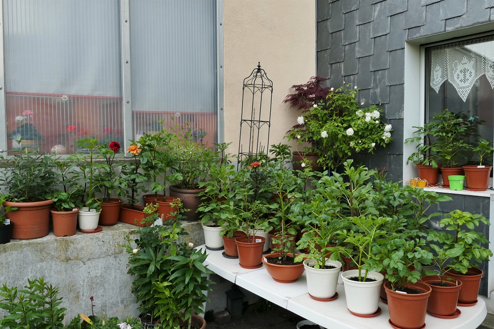 Ob sie wohl was werden...