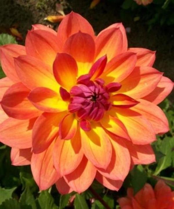 56#Mica Moca  LiNo 783