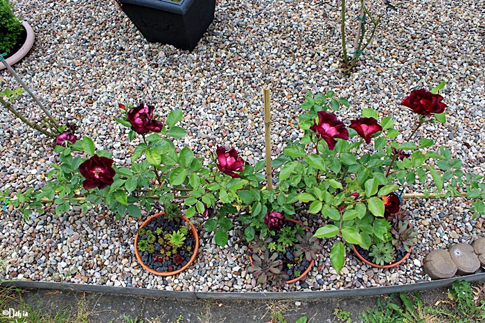 Kletterrose 'Night Owl'