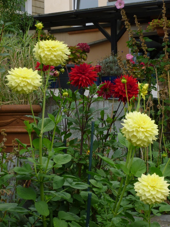 Hapet Sämling ( gelb )