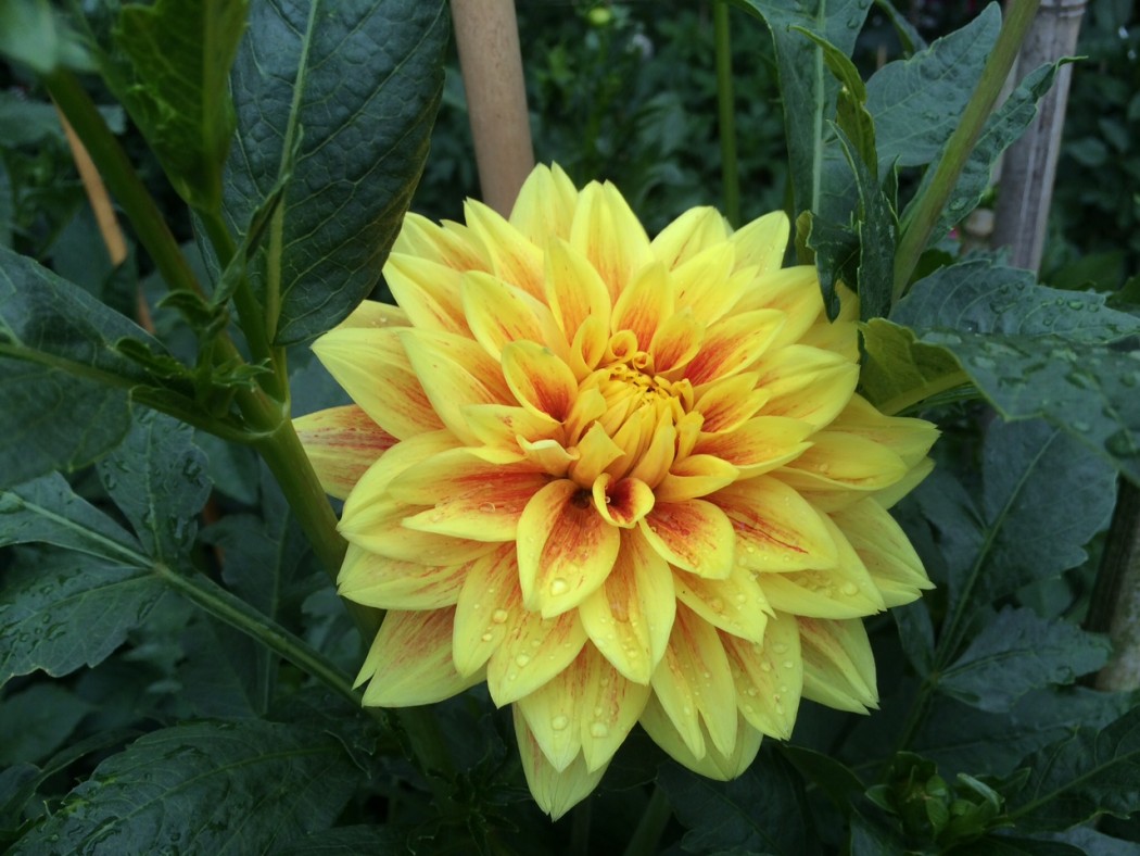 Wer weißt den Namen?