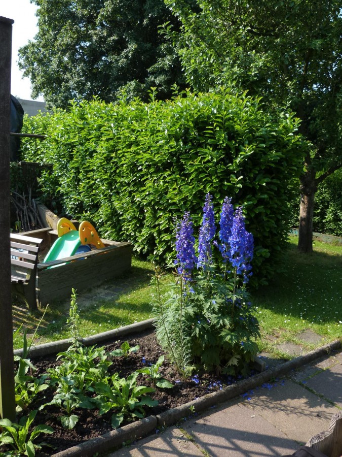 Mein Garten