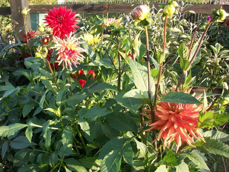 Aufname am 15.09.2020 meiner stecklingsvermehrten Dahlien