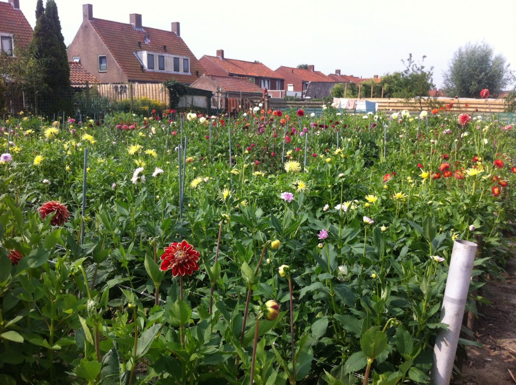 Garten von Frans Sturm