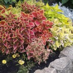 ...diese Pflanzen sind auch sehr schön....