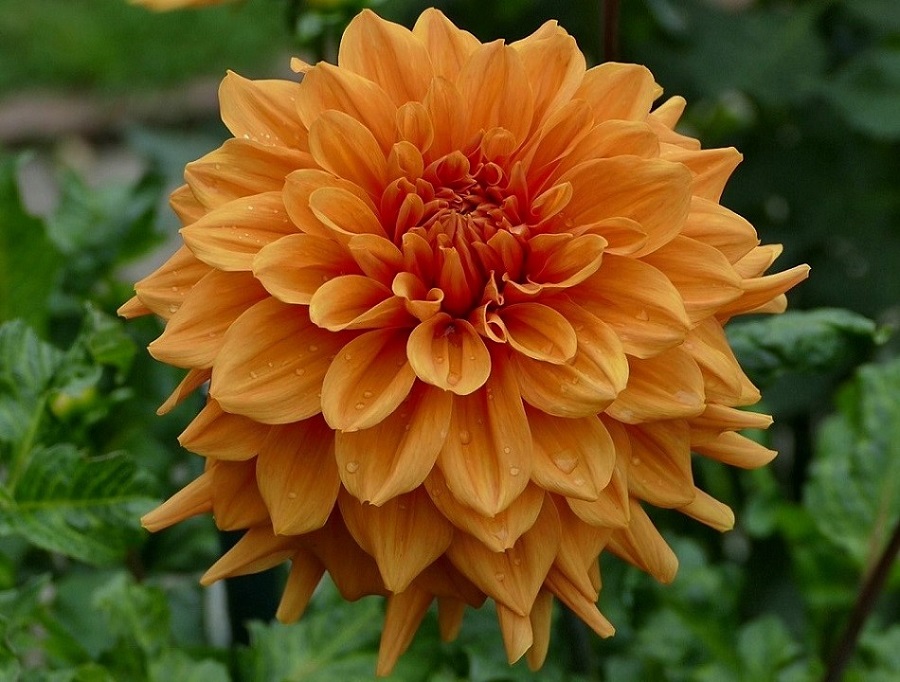 Hapet Signal Orange 2