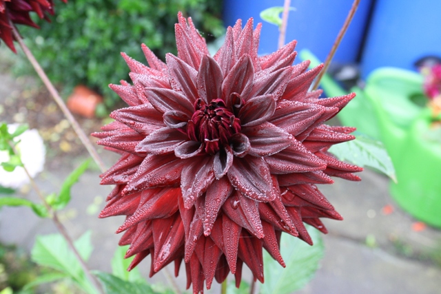 Gabi Hilscher 1 ( HE 2013-33 )