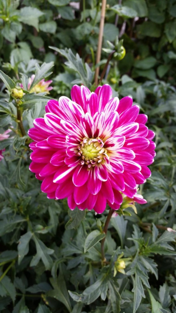 Unbekannte Dahlie 001