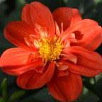 unbekannte Halskrause