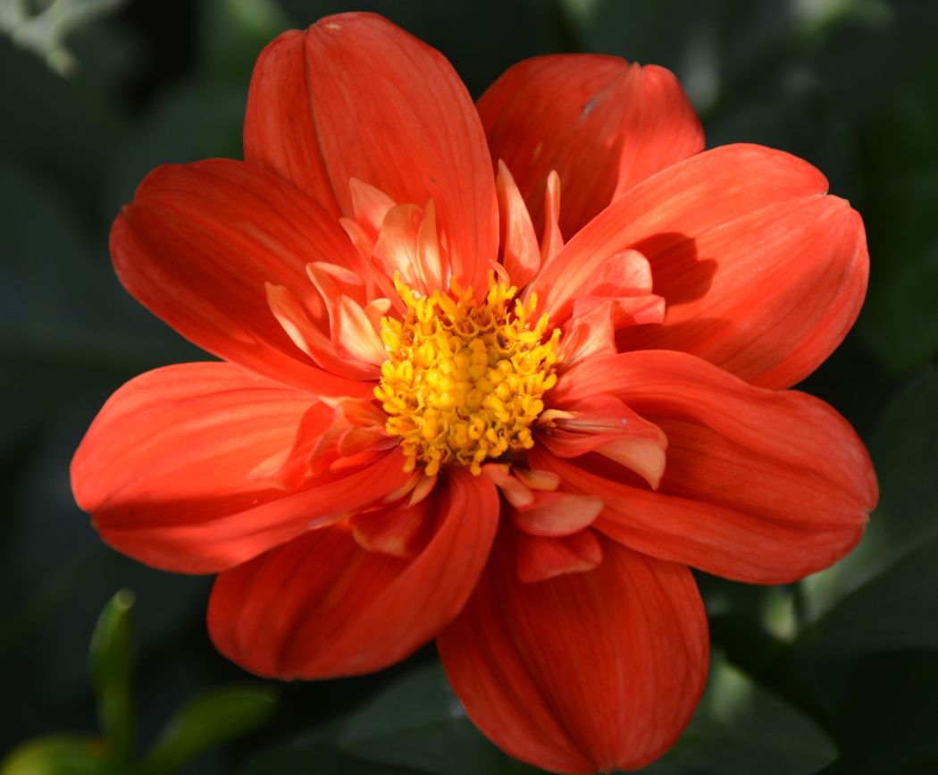 unbekannte Halskrause