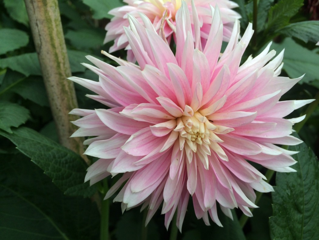 Wer weißt den Namen?