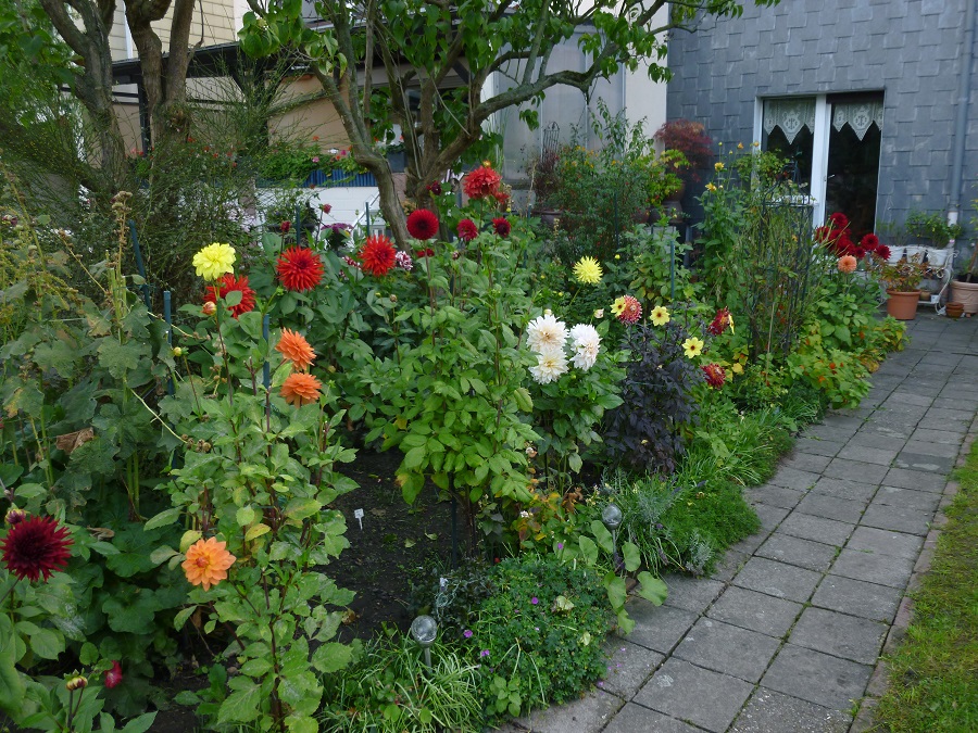 Oberer Bereich, am Fliederbaum