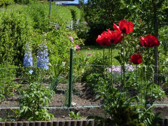 Mein Garten