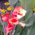 ...diese Pflanzen sind auch sehr schön....