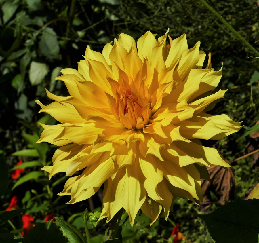 Hapet Golden Nick  2