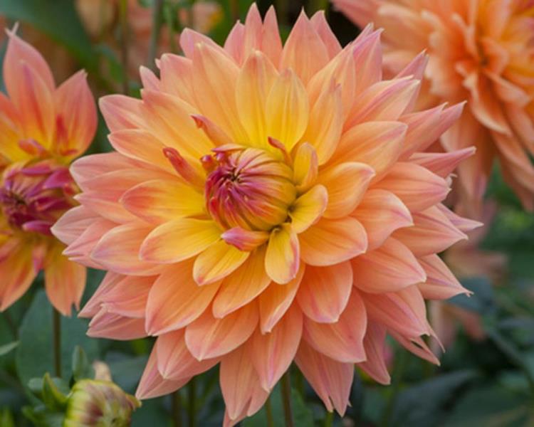 31 Adlerstein #1562(2)