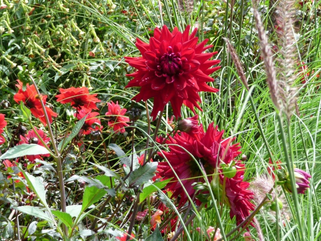 Graf Lennart Bernadotte