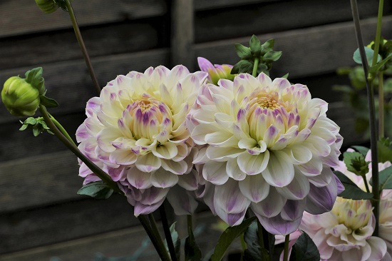 Hapet Blue Shadows  1