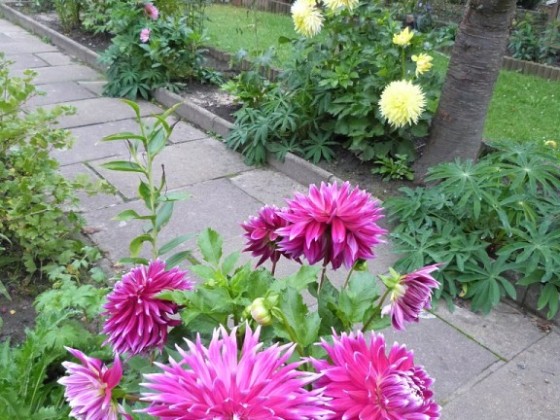 Mein Garten