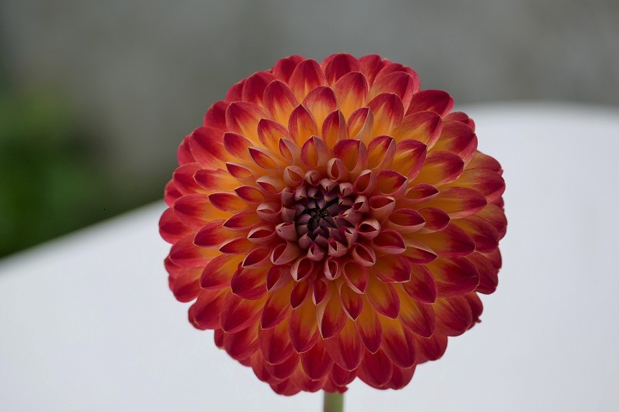 Hapet Unique Anfang Juli