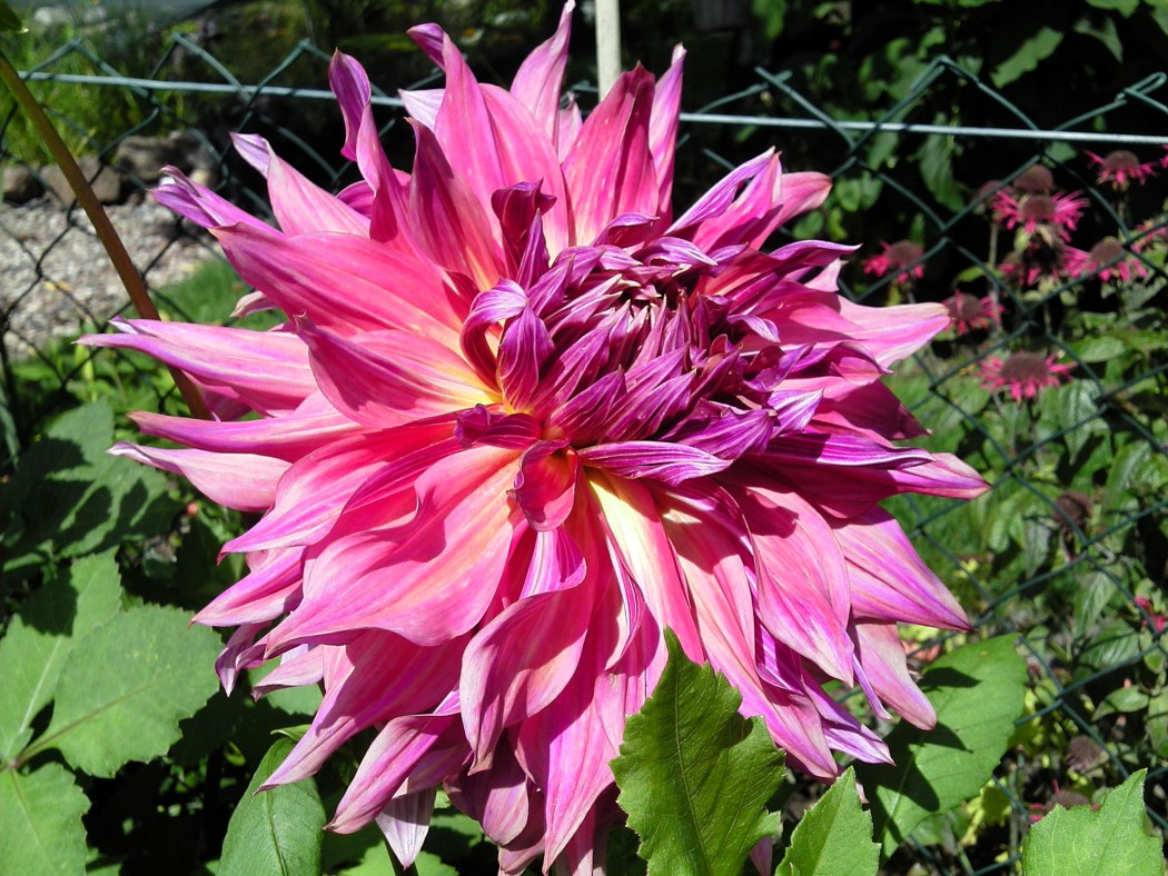 Pennhill Dark Monarch