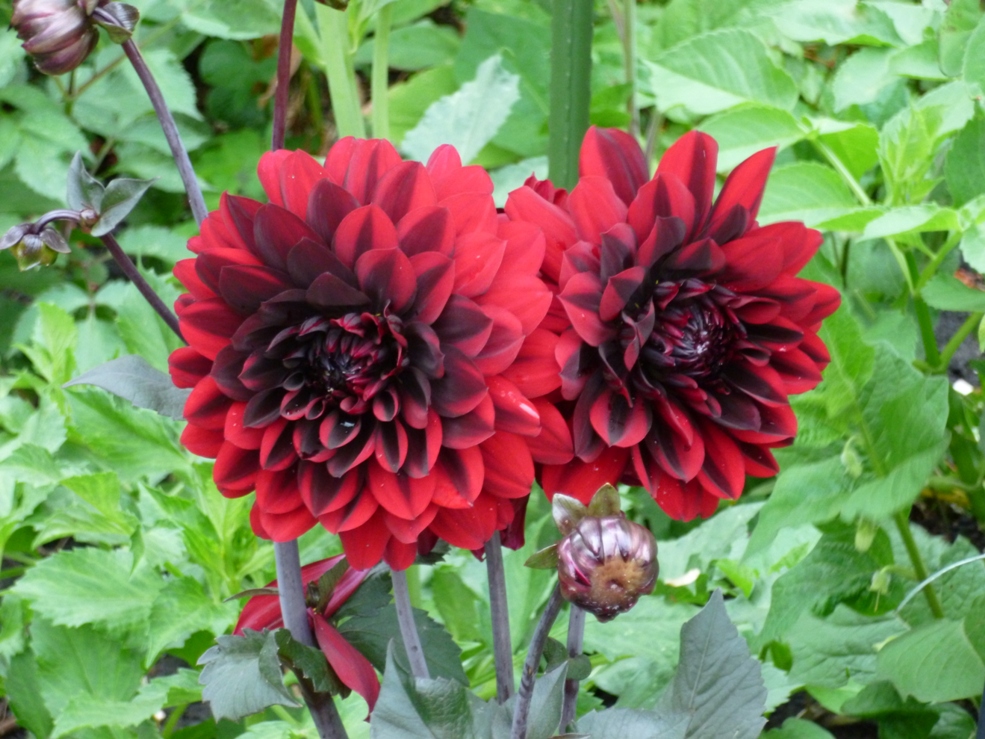 Frühe Spielart der Karma Choc