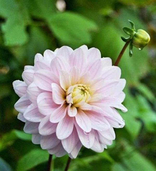 37#1847Dianas Memory