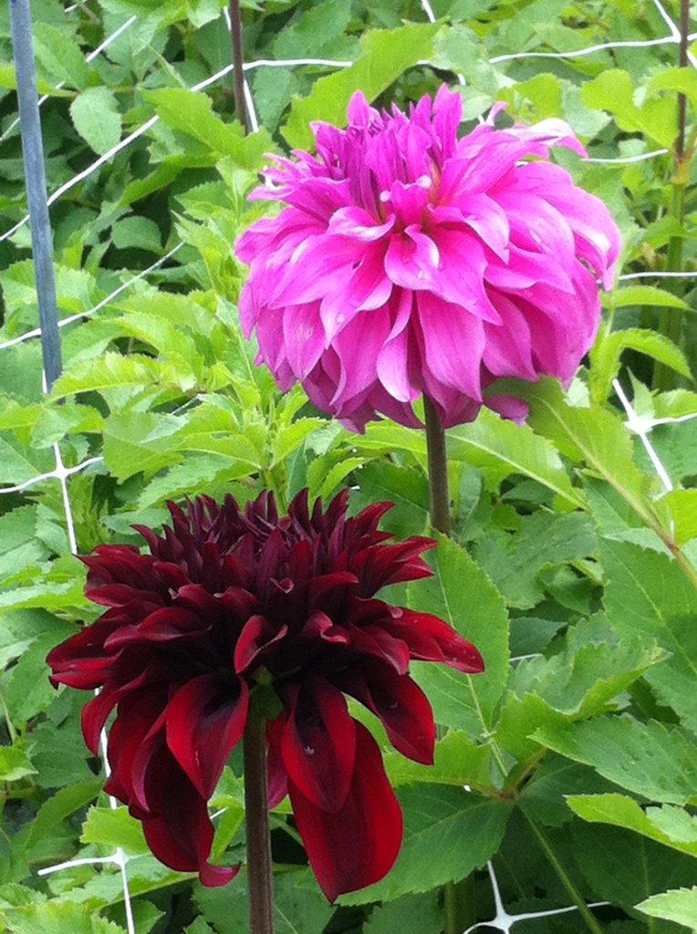 Vasio Meggos mit Sport