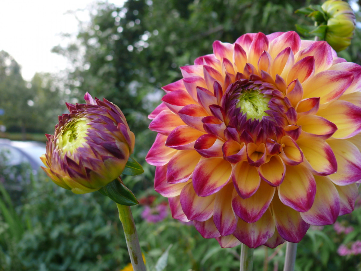 Eigenzüchtung Endless summer