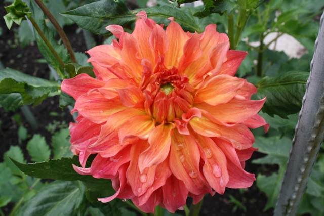 Wyn`s Moonlight Sonata