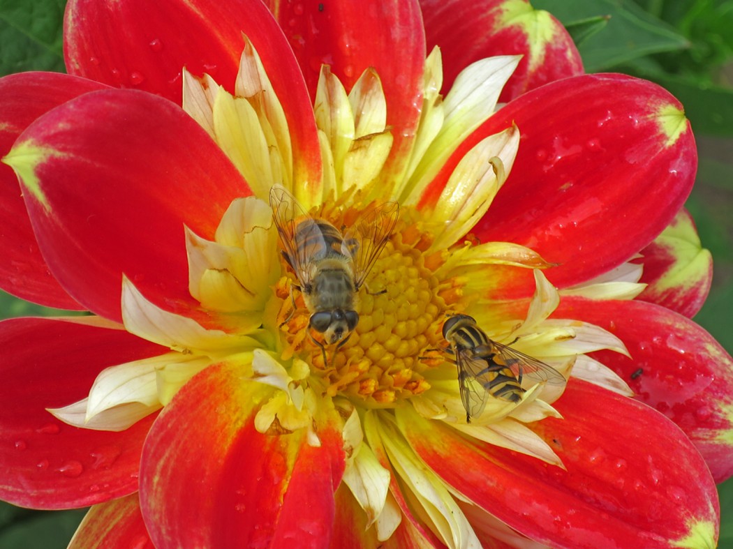 Bienen Sämling Halskrause
