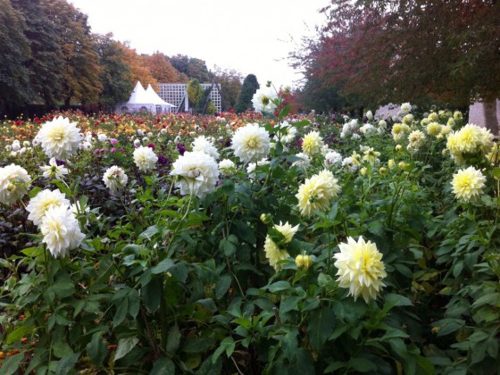 White Alvas  & Alvas Supreme, Britzer Garten, Berlin