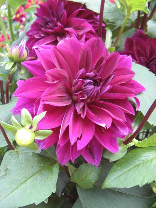 59 Thomas A.Edison #44 (2)