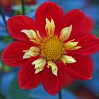 Dahliengarten Hamburg | September 2013