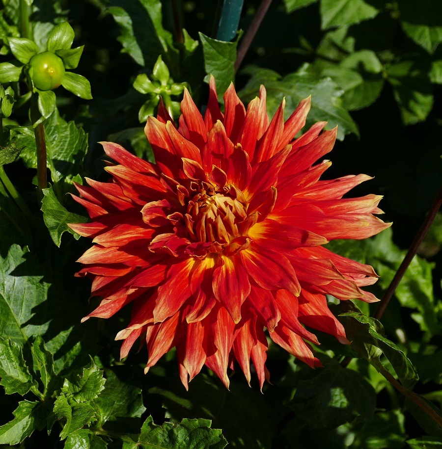 Schöne unbekannte Sorte 1  aus dem Sortiment von Peter Haslhofer